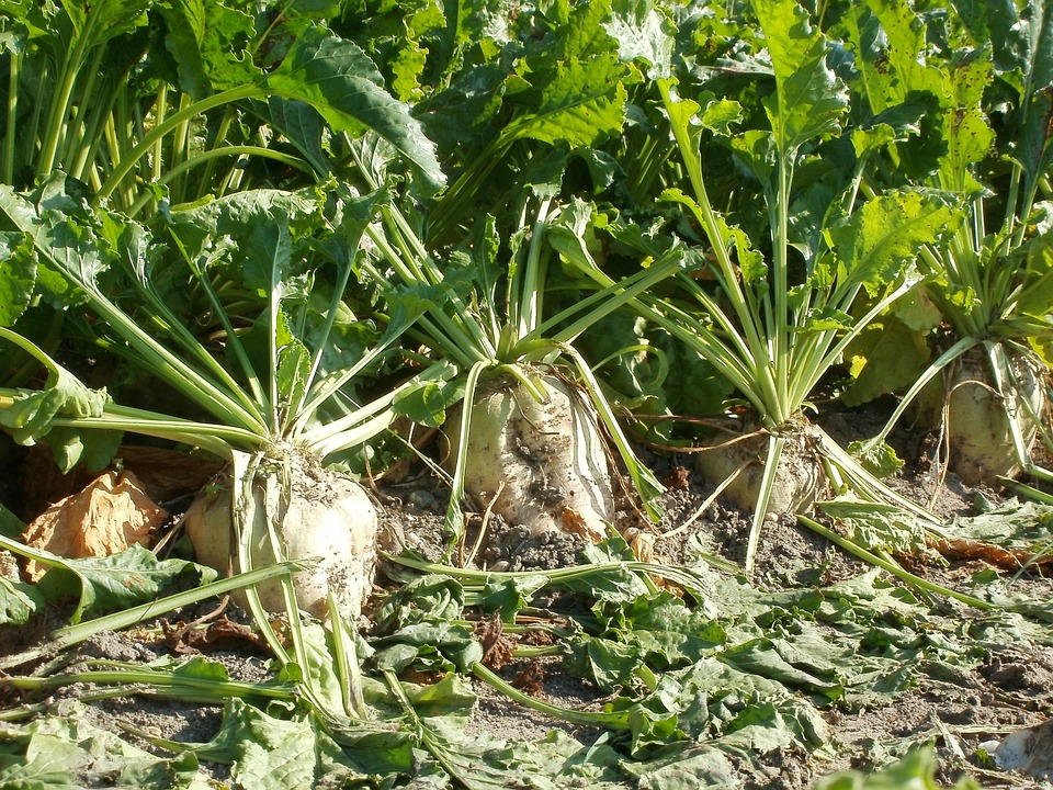 Betteraves sucrières avec feuilles