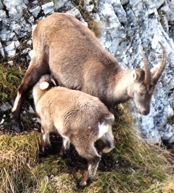 A femelle ibex give some milk to her young.